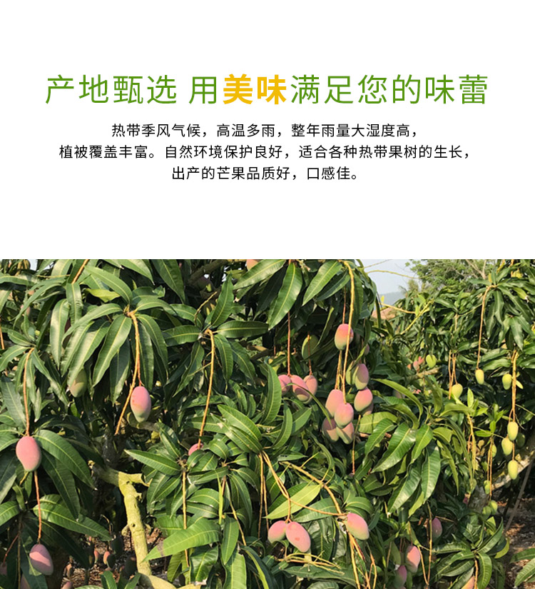 现摘海南贵妃芒果5斤装