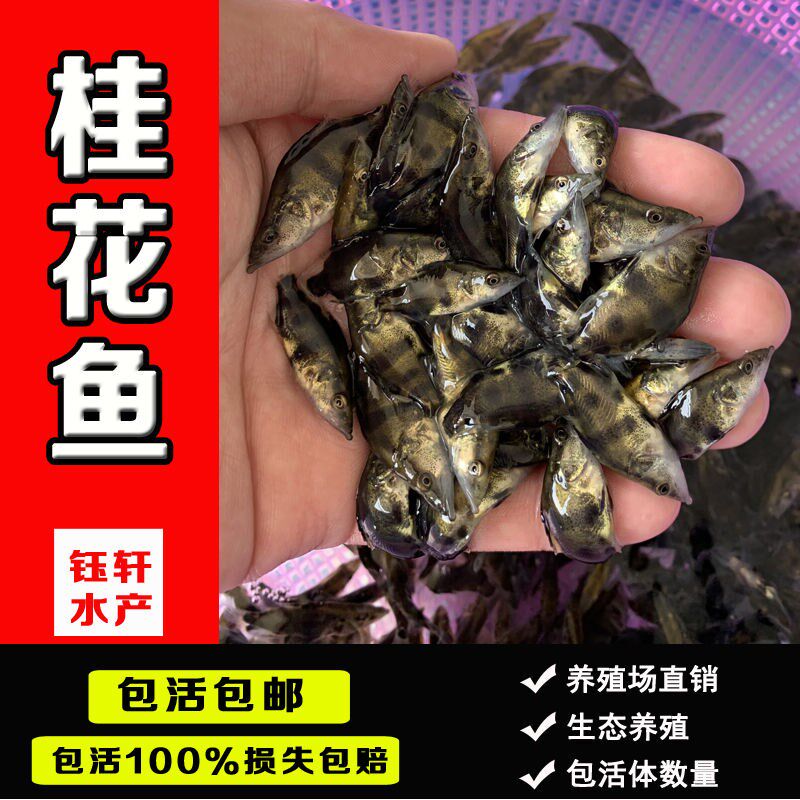 Osmanthus fry package live osmanthus mandarin fish fry carnivorous mandarin fish fry freshwater cultured fish fry silicon fish aohua fish season flower fish