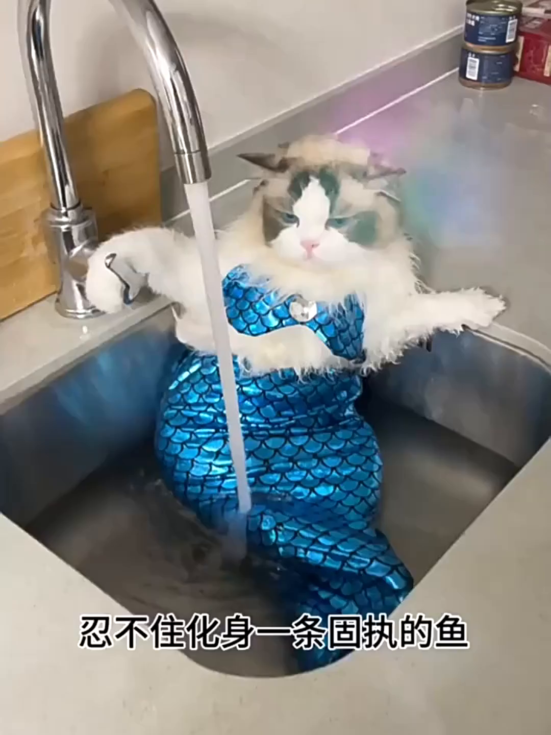 全世界的貓咪都躲在哪裡？就在你我身邊的尋貓地圖, image size:1080x1440