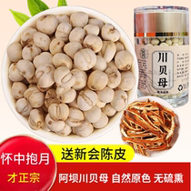 Sichuan fritillary 100g Abba sauvage no soufre fumé Chinese herbal medicine automne pear pâte Sichuan fritillary powder Child primary Sichuan Begrain