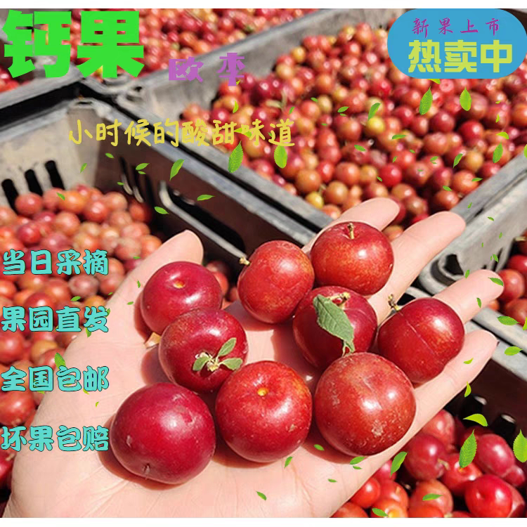 欧李鲜果:天然鲜补性钙果,偏酸老人高钙新鲜营养水果1000g,你的健康守护神!-其它-淘宝百科网