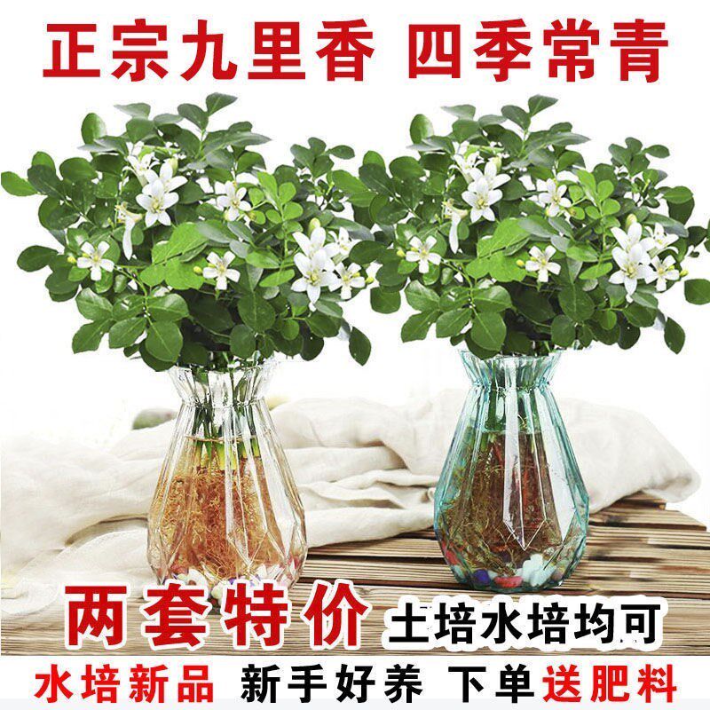 Nine miles of incense flower pot flowers flowering seven miles of incense insect repellent plant indoor balcony