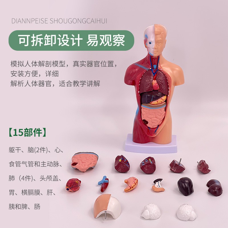 28cm人体躯干解剖器官模型医学教学心脏内脏骨骼益智玩具可拆卸