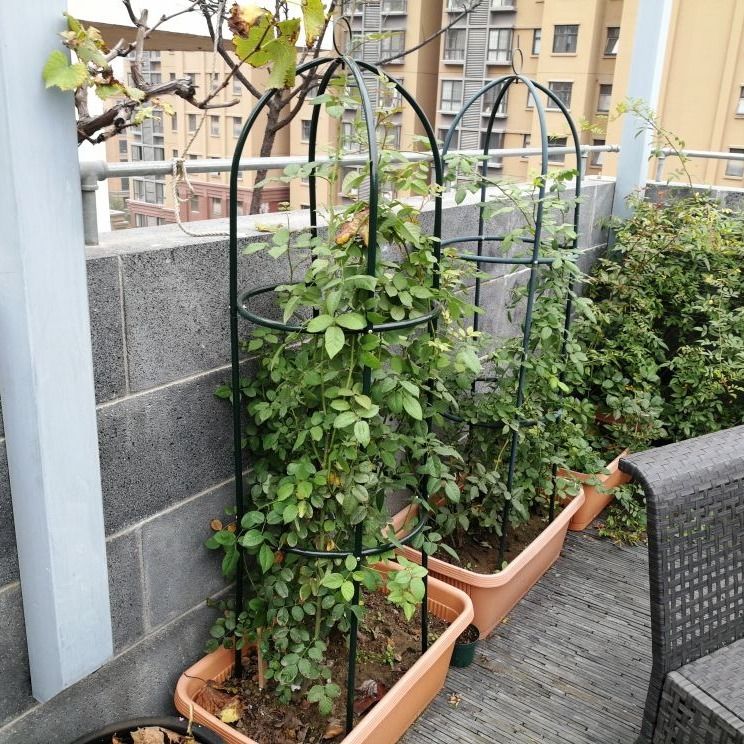 Planting box Climbing Rattan Rack Gardening Vines Plant Flowers Rack Balcony Potted Bracket Iron Art Indoor Lunar Quarter Iron Wire House