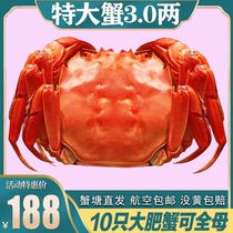 Crabes vivants crabes poilus point frais 10 très gros crabes de rivière mâles et femelles fruits de mer crabes frais à pâte rouge du Jiangsu