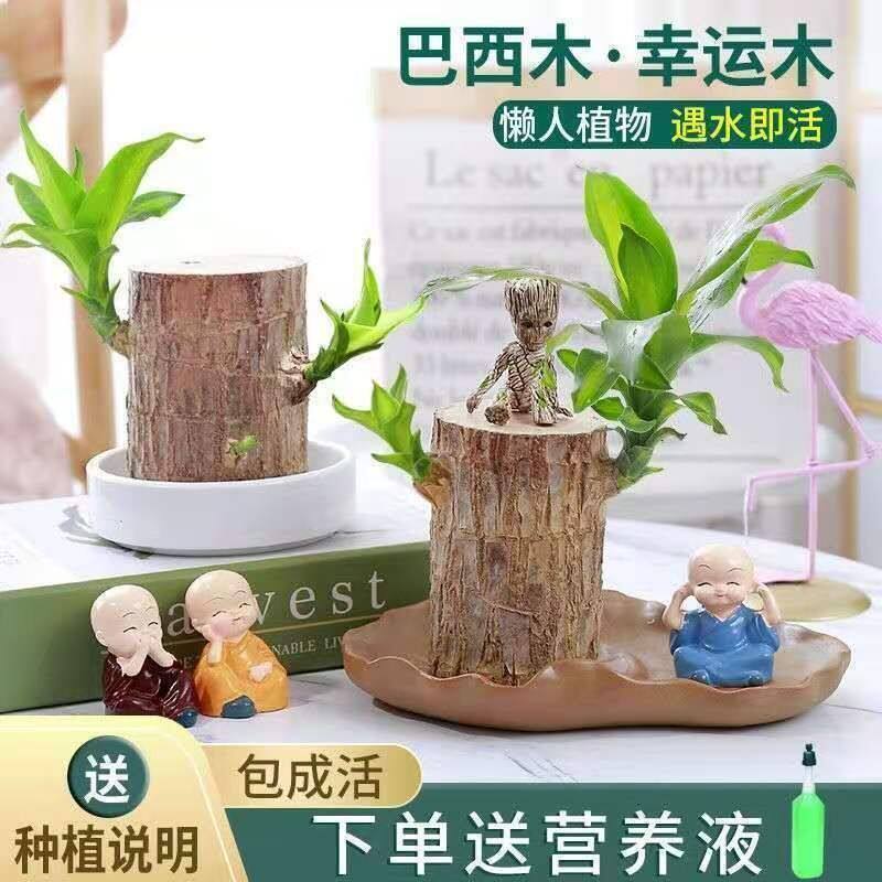 Brazilian Wood Gruth hydroponic blossom Xin transported wood hydropony flower potted green plant flower pots Four Seasons Gold Ge
