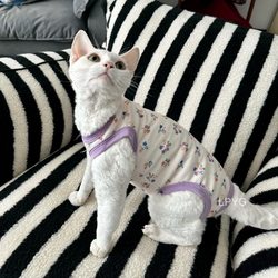 Cat Devon Rex Sphynx Blue Cat Long-Haired Cat Four-Legged Clothing Short-Sleeved Warm Anti-Shedding Purple Floral