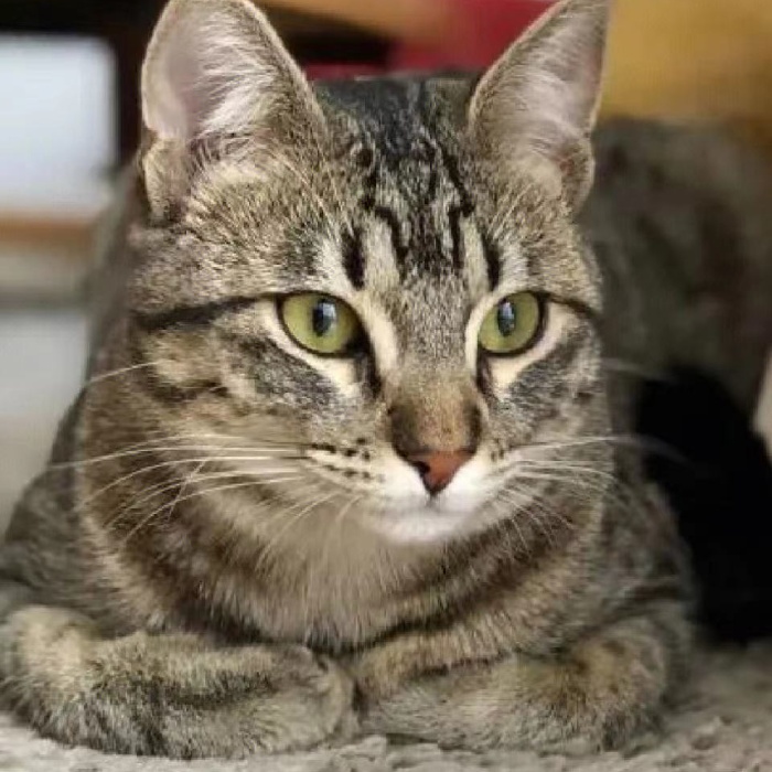 花猫 O1CN01nXnpuo1OJmHmp9K4b_!!