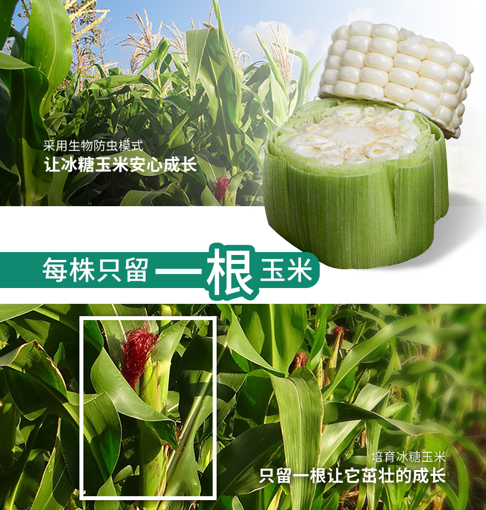 【中果】微玉爆浆冰糖生吃即食新鲜6-8根