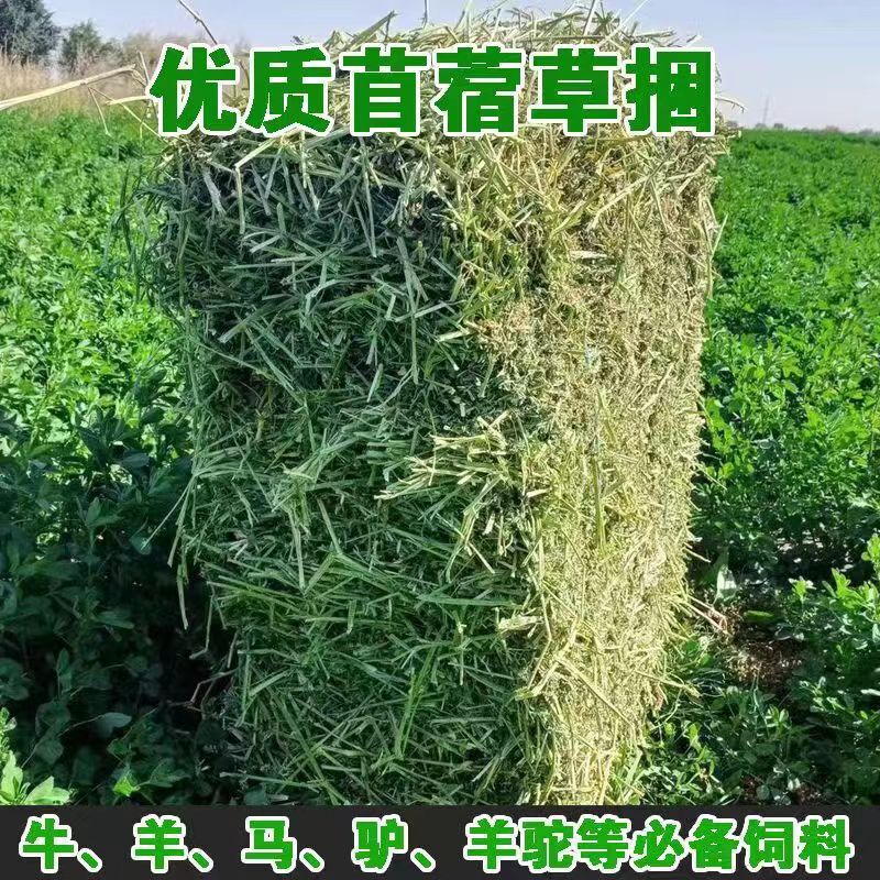 Alpaca Grass Cattle and Sheep Feed Alfalfa Hay Sun-Dried Grass Feed Pig Farm Farming Sheep Feed Cattle Hay