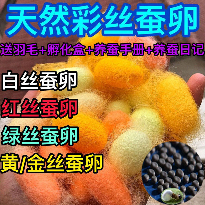 Silkworm baby hatching box colorful silkworm cocoon silkworm egg student silkworm raising manual natural colorful silk gold silk child observation toy
