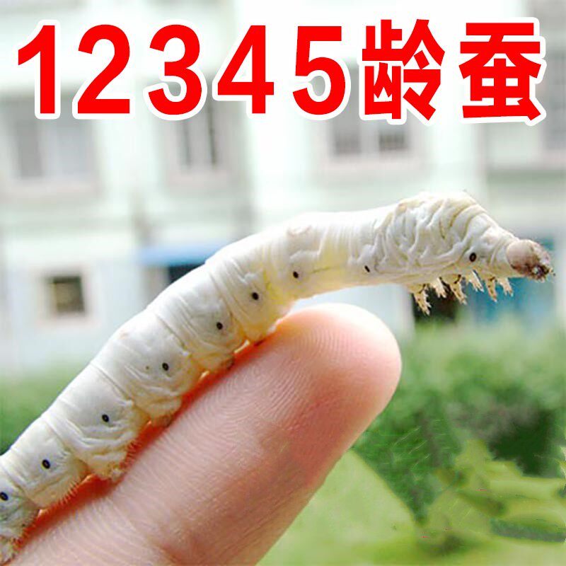 Elementary school students silkworm raising suit silkworm baby living creature 3-year-old giant cocoon colored cocoon net house spinning silkworm