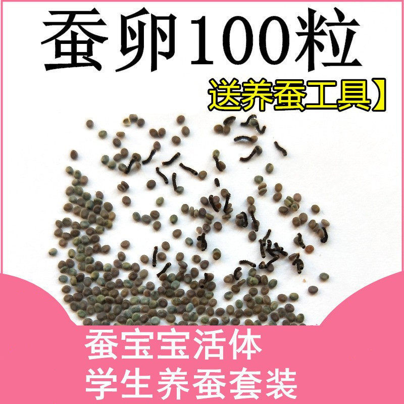 Color silkworm baby golden silk 1-year-old breeding box primary school students silkworm-raising suit mulberry leaf living creature 4-year-old standard golden silkworm eggs