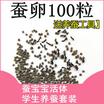 Color silkworm baby golden silk 1-year-old breeding box primary school students silkworm-raising suit mulberry leaf living creature 4-year-old standard golden silkworm eggs