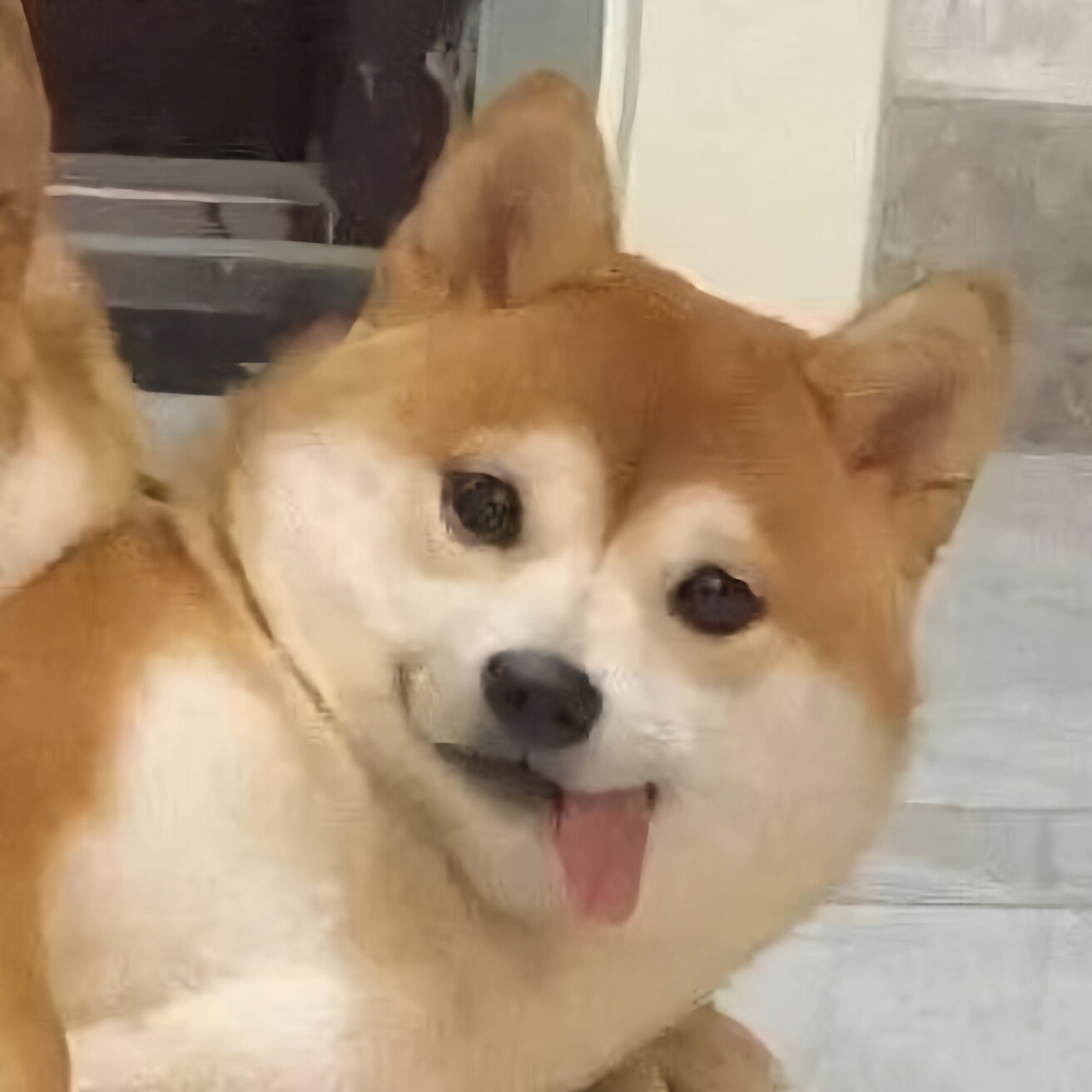 哈士狗日用百货商城