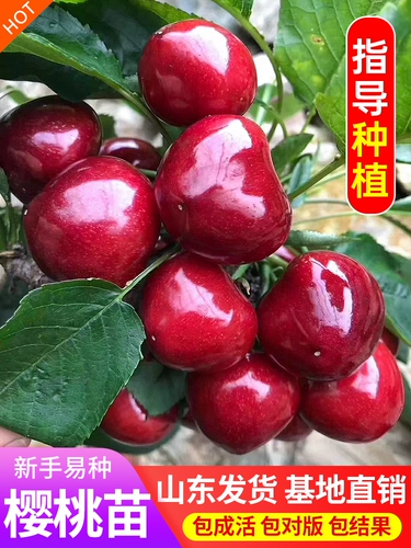 Саженцы карликовой вишни, вишневое дерево, двор в горшке, большие саженцы вишни, посаженные на севере и юге по результатам текущего года