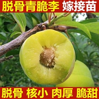 Медовый сахарский сливовый сладкий (5 лет саженцев принесет плоды в этом году). Саженцы будут компенсированы, если они умрут!