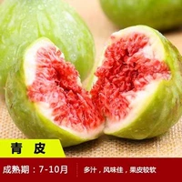 6-летние саженцы Цинпи (полученные в том же году) получат компенсацию за погибшие саженцы!