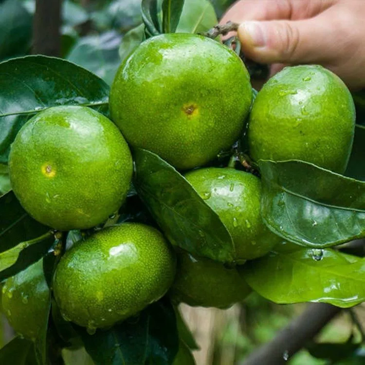[Very early honey mandarin seedling Nichinan No.1 orange seedling green skin honey mandarin seedling orange tree seedling planted for year result]