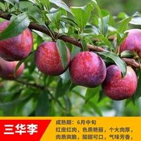 Санхуа Ли (5 лет саженцев будет нести в этом году), а саженцы будут компенсированы!