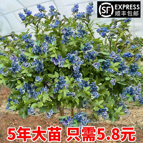 Саженцы черники в горшках, фруктовые саженцы черничных деревьев, посаженные на севере и юге, четырехсезонные фруктовые деревья, туман, кроличий глаз, очень большой балкон с фруктами.