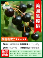 Карликовая американская черная вишня с ветвями толщиной 2 см плодоносит уже в текущем году [пригодна для горшечной или комнатной посадки] погибшие саженцы гарантированы!