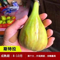 6-летние саженцы Стеллы (полученные в том же году) компенсируют любые погибшие саженцы!