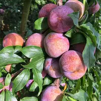 Может хрустящие (5 лет саженцев принести плоды в этом году), а саженцы будут компенсированы!