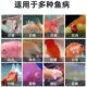 Yellow powder fish medicine rotten body oxytetracycline tropical ornamental fish disease white spot rotten tail enteritis aquarium fish tank sterilization authentic