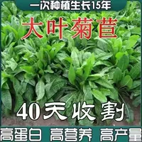 Большой лист хризантемы чистые семена фунт [тип высокого уровня]