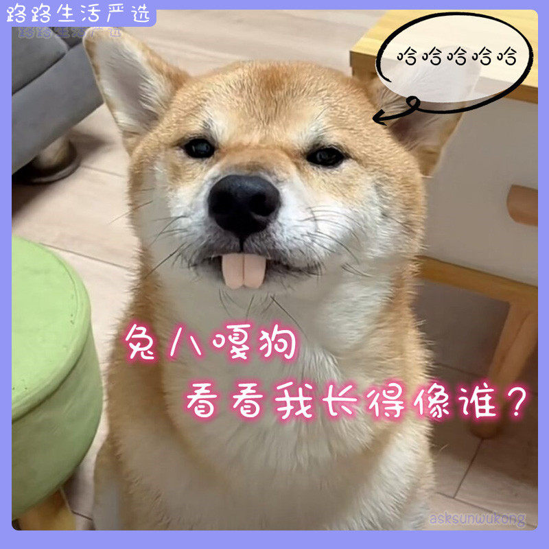 Pet corgi dog dentures toy rabbit big door teeth buck teeth dentures spoof dog groundhog dentures