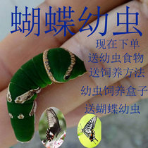 Butterfly chrysalis butterfly larvae citrus swallowtail larvae jade belt butterfly larvae green phoenix butterfly egg butterfly cage randomly sent