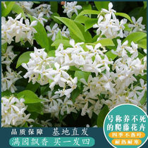 Pituitary jasmine flower potted outdoor flowers are easy to live in winter without fear of freezing turquoise long vines hanging for four seasons green plants
