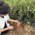 欣怡种植场