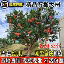 Extra large pomegranate tree sapling Tunisia soft seed ground planting courtyard fruit tree black seedless sweet pomegranate large tree with soil ball