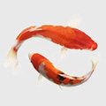 鳑鲏水产养殖用品的LOGO