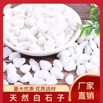Shaanxi Baishizi white stone white gravel pebbles natural rain flower stone small white stone succulent paving stone