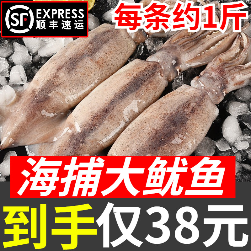 Squid live frozen fresh oversized squid Yuyu fish whole sea catfish Frozen Barbecue Iron Plate Commercial Seafood-Taobao