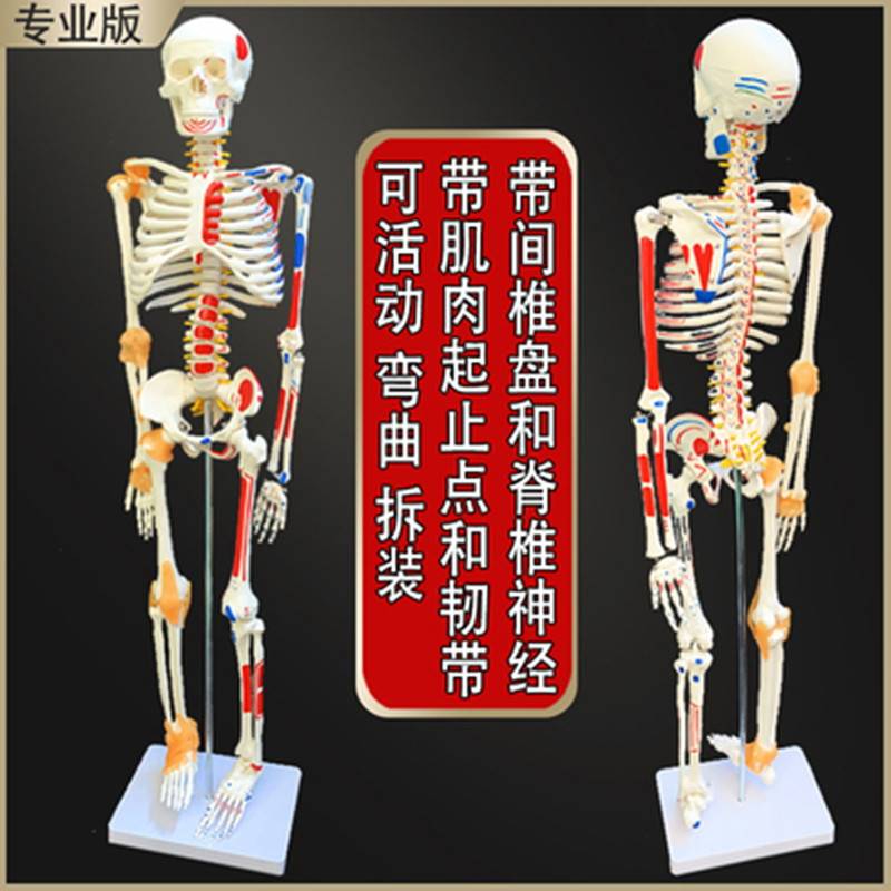 Human skeleton model simulation small white skull skeleton crest vertebral nerve detachable anatomy medical trend toy 85