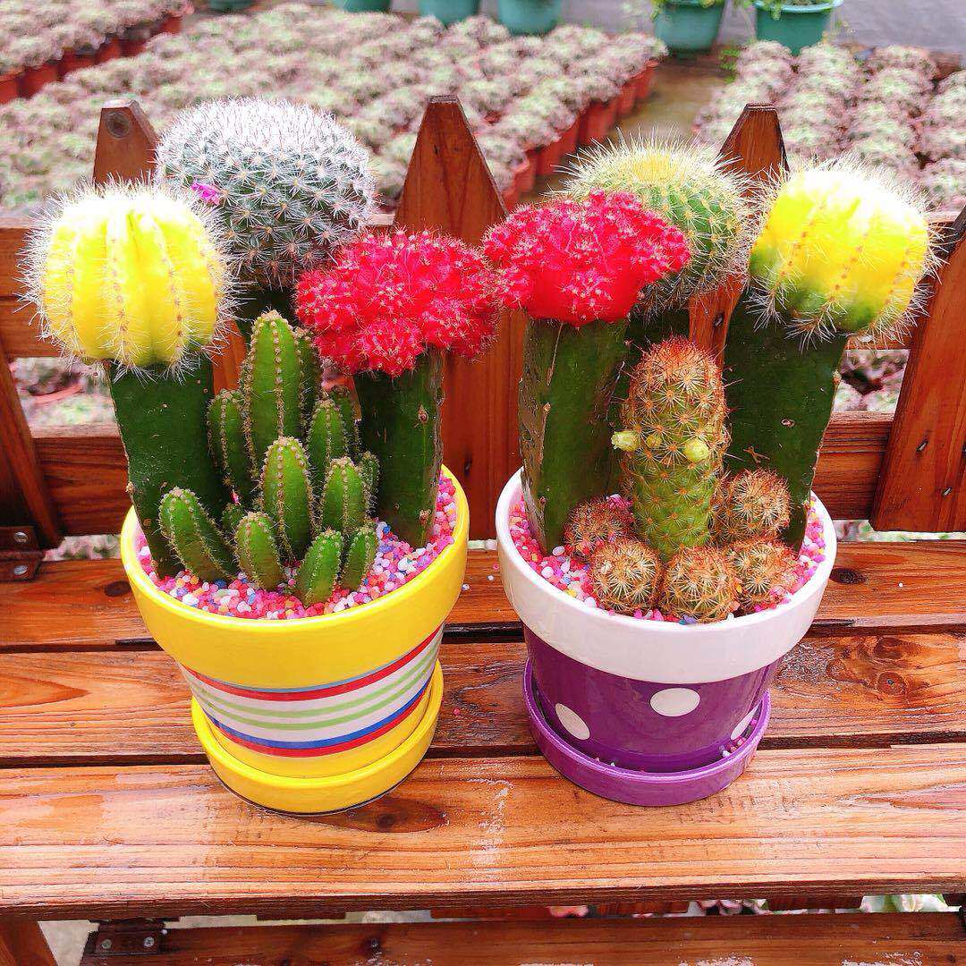 Indoor flowering radiation-resistant three-color ball combined tabletop small bonsai multi-meat plant cacti