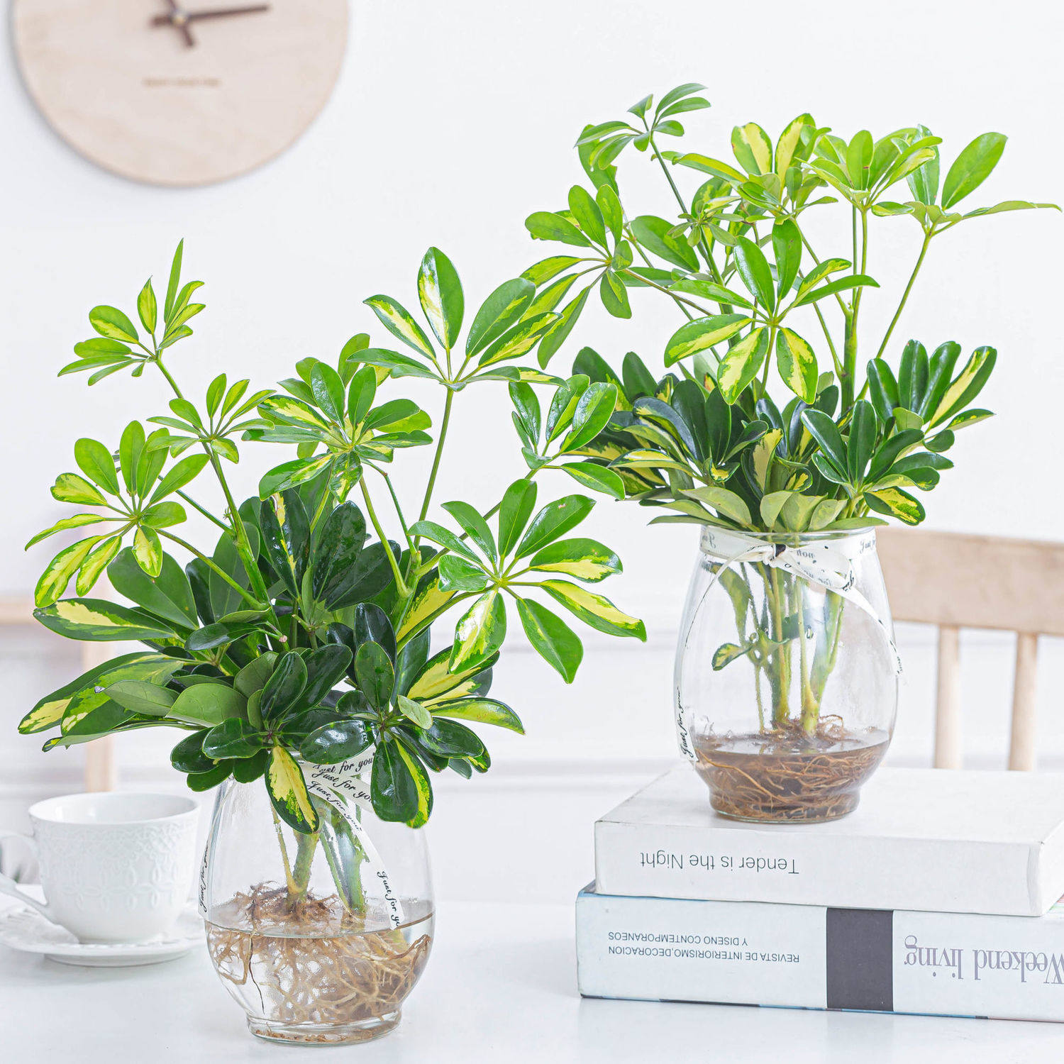 Golden Zhaochai tree water cultivation plant indoor green plant flower potted four seasons Good raising lazy flower pocket pocket anti-radiation