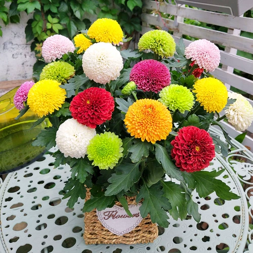 Семена семян цветов радужная конфеты хризантемы, зеленые семена хризантемы, могут легко прожить четыре сезона, сеять цветы в помещении и внешнем цветочном семенах холодное сопротивление