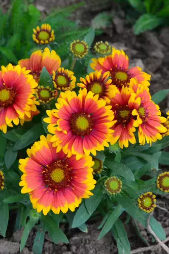 Небесные семена хризантемы в четырех сезонах холодного резистентного многолетнего тигрового кожи кожи кожи хризантемы сад сад пейзаж семя семя семян семян семян цветочных семян