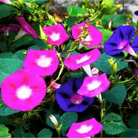 100 зерен коровьей цветы+удобрения (купить 2 получить 1 бесплатно 1)