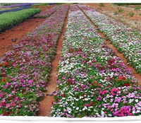 Семена смешанного каменного бамбука за фунт