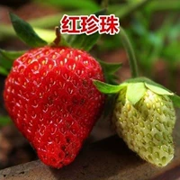500 зерна красной жемчужной клубники+горшки+почва+удобрения (купить 2