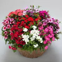 1000 зерен красочного бамбукового бамбука+удобрения (купить 2 получить 1 получить 1)