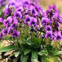 Purple Flower Ding Ding+удобрения (купить 2 Get 1)