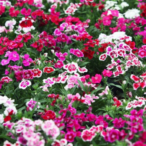 Красочные семена бамбуковых цветов, европейский бамбук первый поцелуй четыре сезона холодные горшечные площадки American Changxia Stone Bamboo Seeds