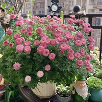 Candy Chrysanthemum Big Pink 1000 капсулы+горшок почвенные удобрения [купить 2 получить 1 бесплатно 1]